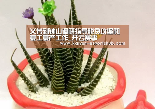 开云篮球